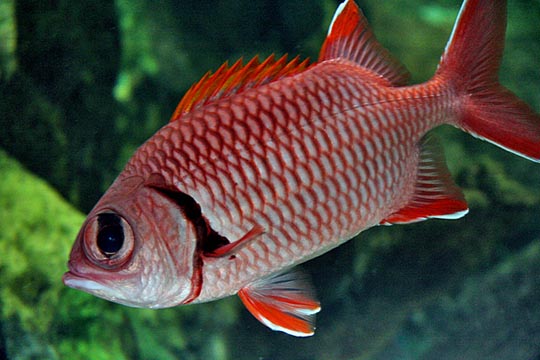 MYRIPRISTIS JACOBUS